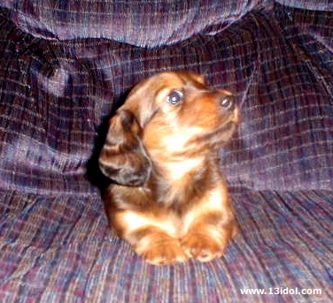 The Rusty Dog